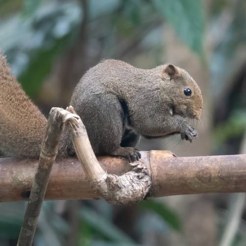 Anderson’s eekhoorn