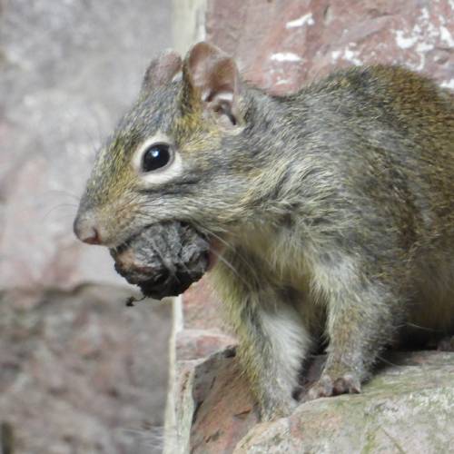 Chinese rotseekhoorn