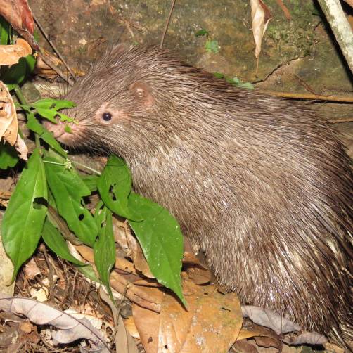 Filipijns stekelvarken