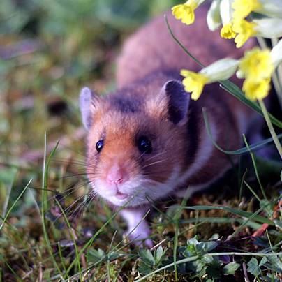 Goudhamster