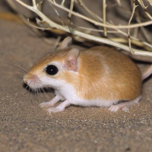 Kleine Egyptische renmuis