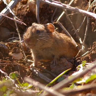 Mediterrane woelmuis