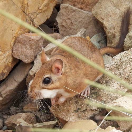 Perzische woestijnmuis