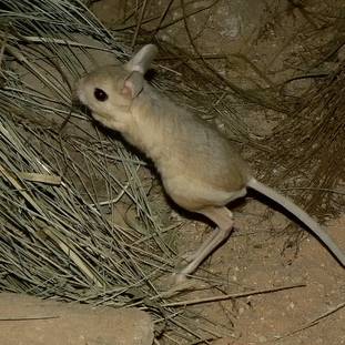 Reuzenwoestijn- springmuis