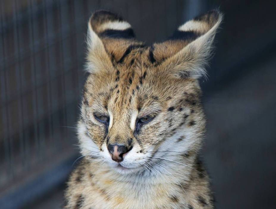 Serval Kadri