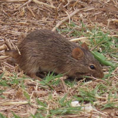 Tanzaniaanse grasrat