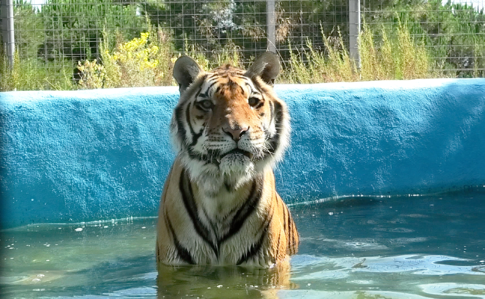 Tijger Suzu in het water