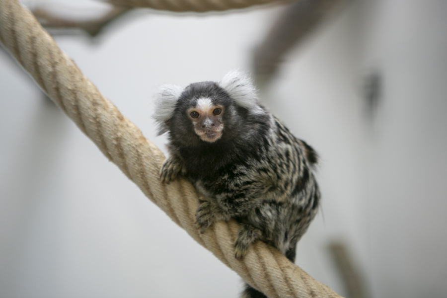 Witoorpenseelaapje Seine