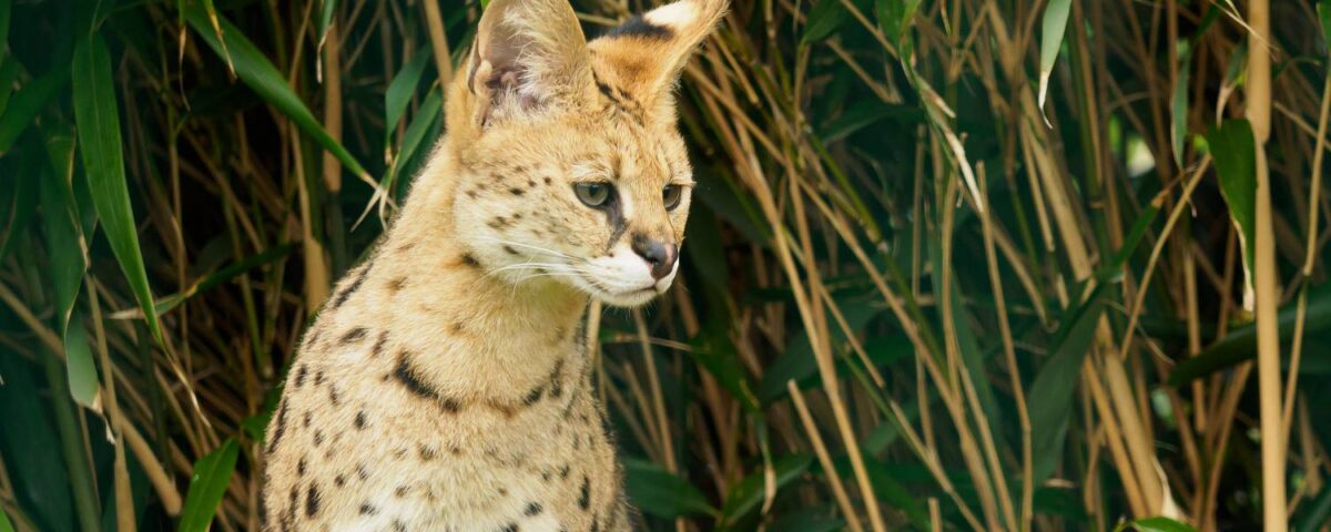 Serval outside