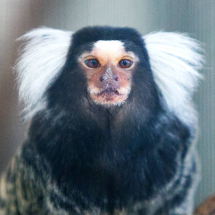 Witoorpenseelaapje AAP