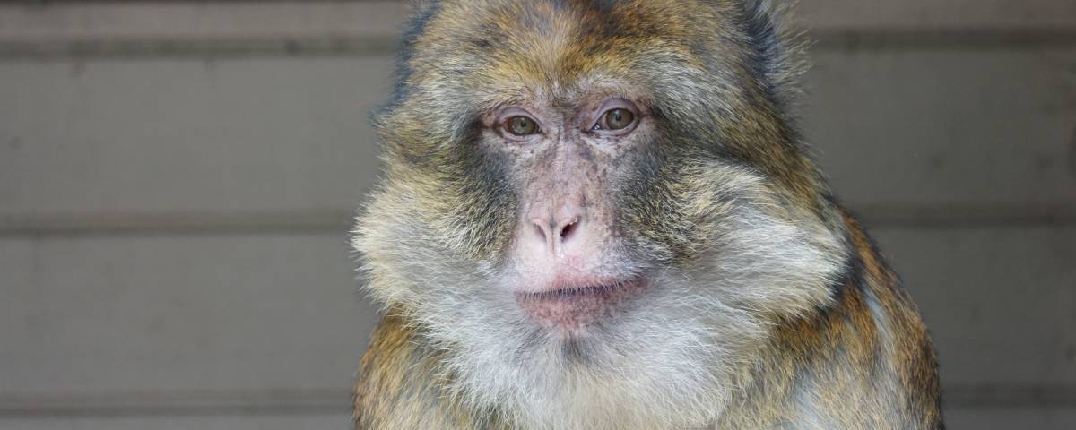 Internationale Dag van de Primaten