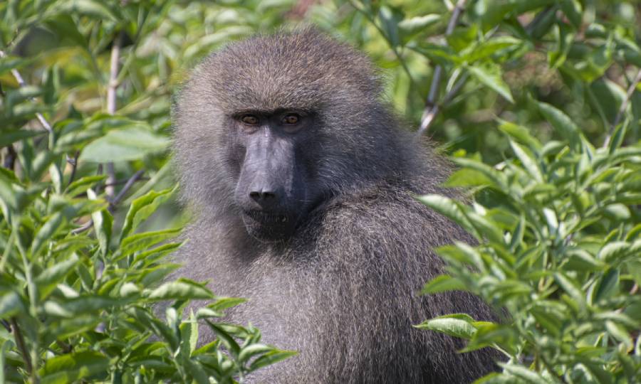 Baviaan