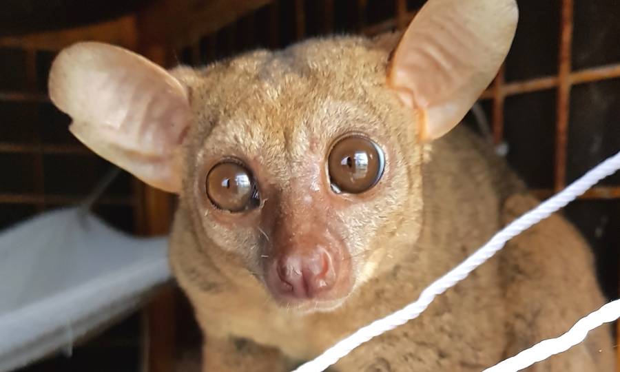 Galago