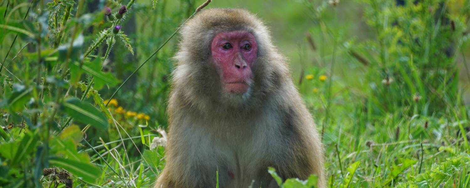 Groep Julia - Internationale Dag van de Primaten