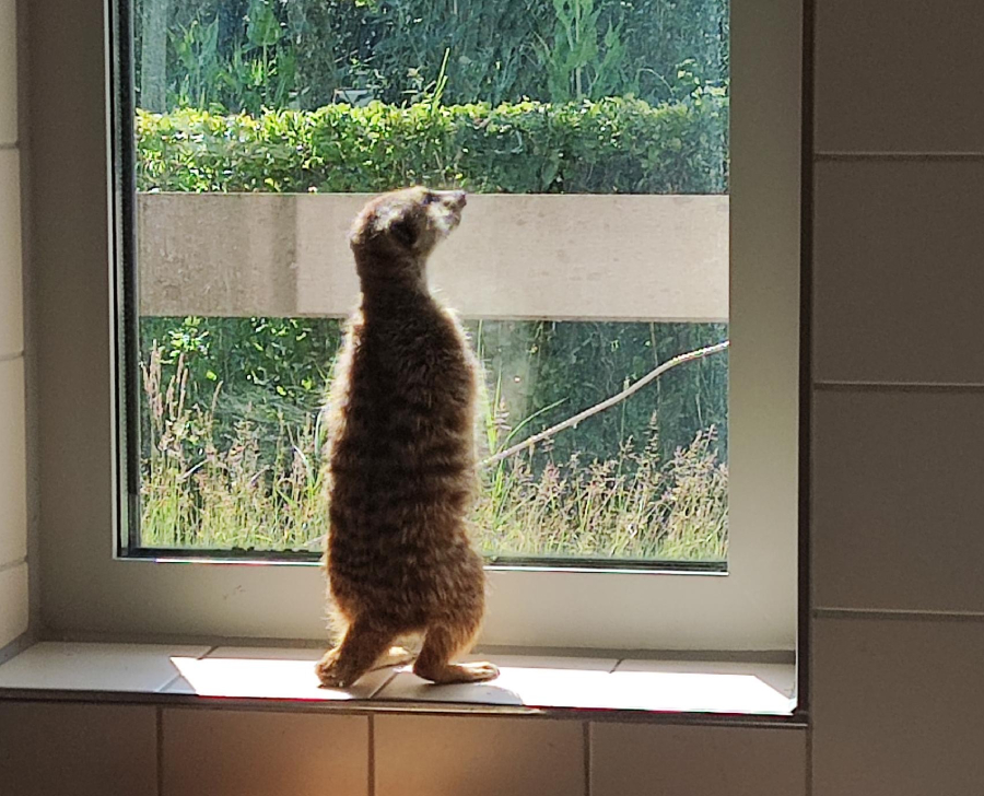 Stokstaartje Stoky AAP