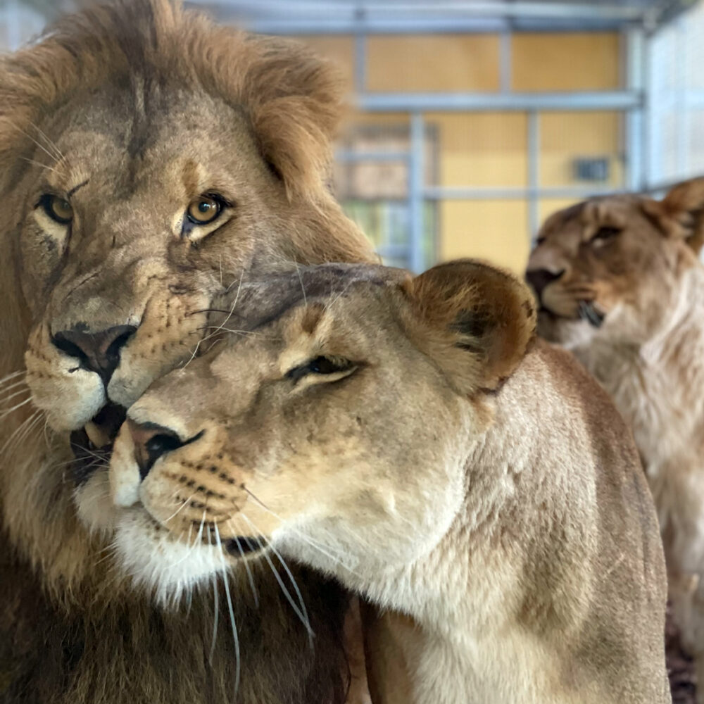 Gyz, Nila en Kiara