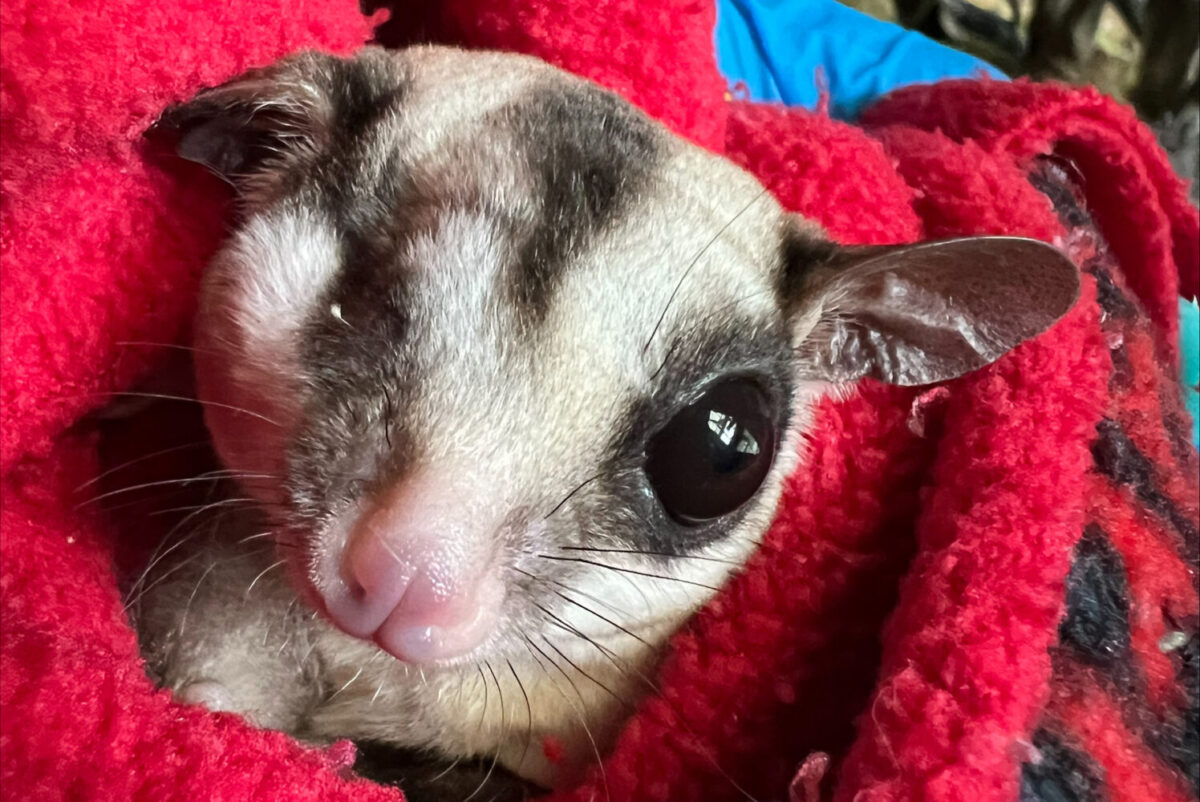 Suikereekhoorn Mango