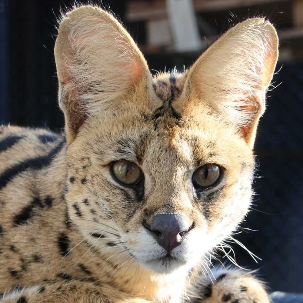 Serval Isax