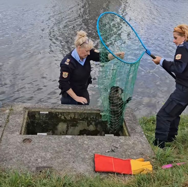 Wasbeerhond Yunnan redding