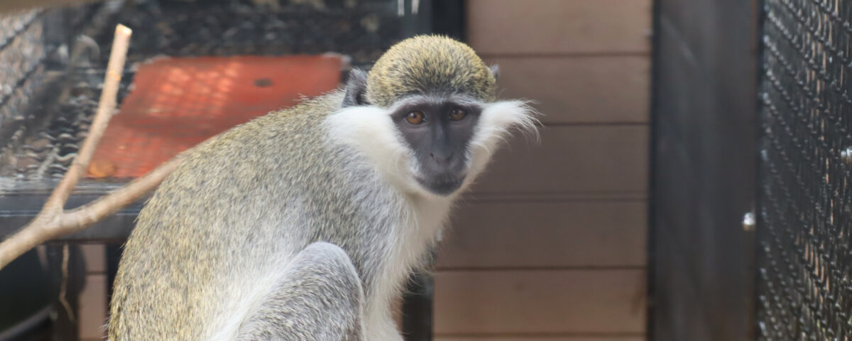 Groene meerkat Sjaakie