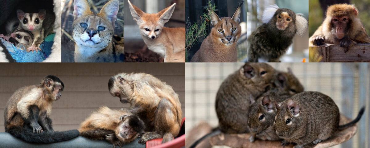 Wereld Dierendag 2024