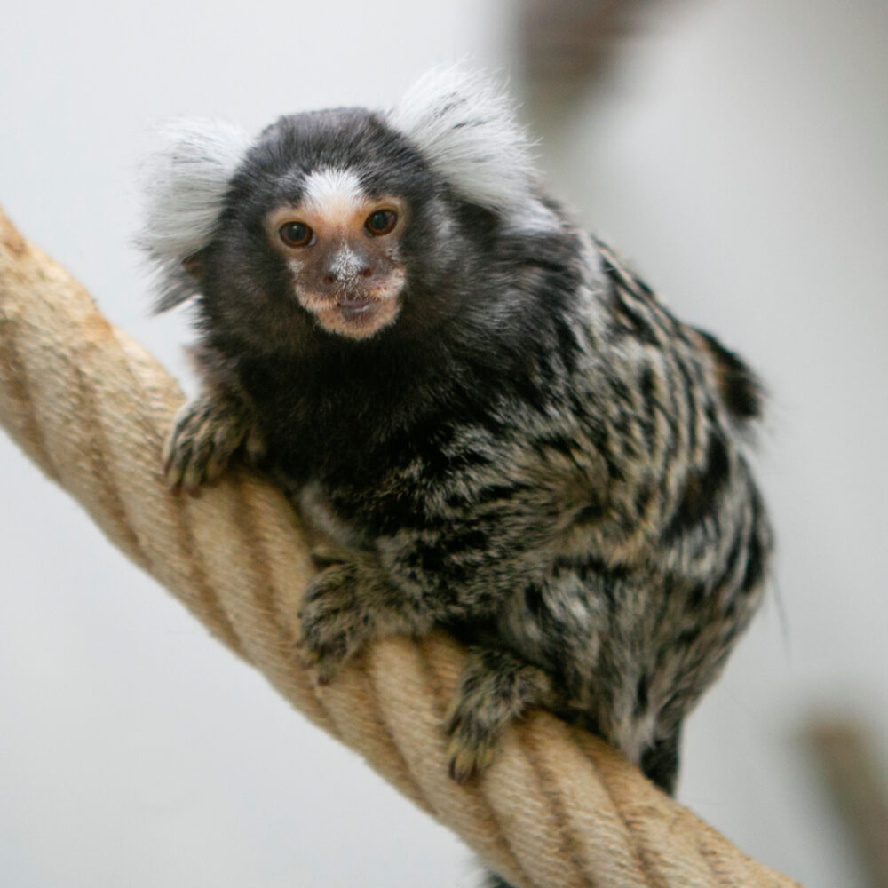 Witoorpenseelaapje Seine