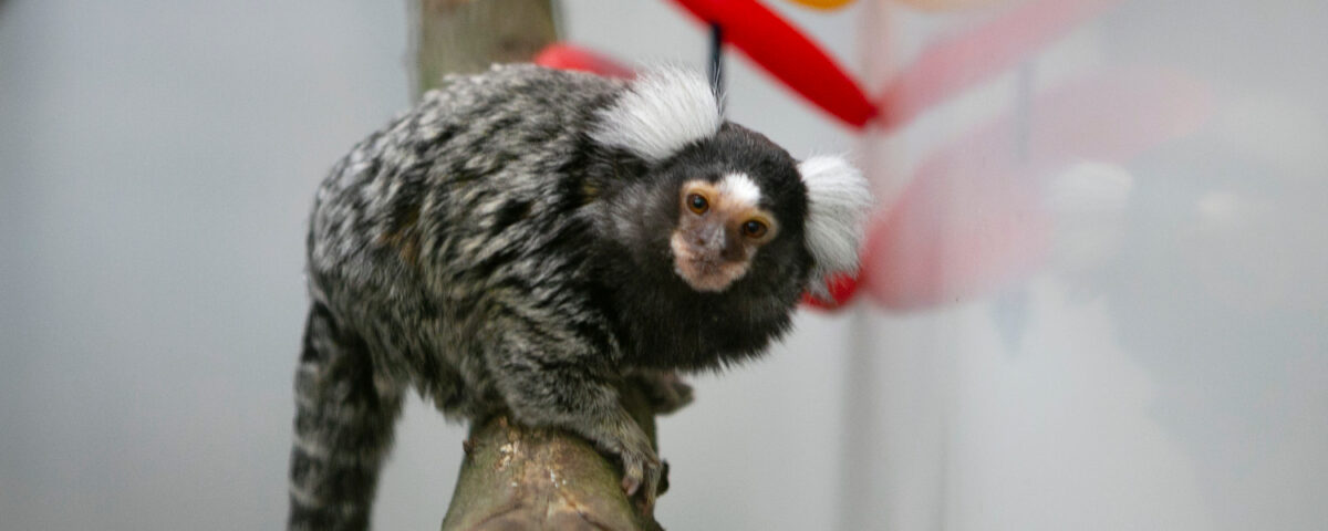 Witoorpenseelaapje Seine