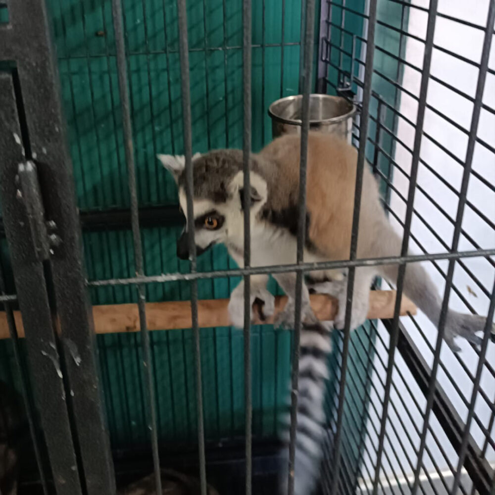 Ringstaartmaki Matoky