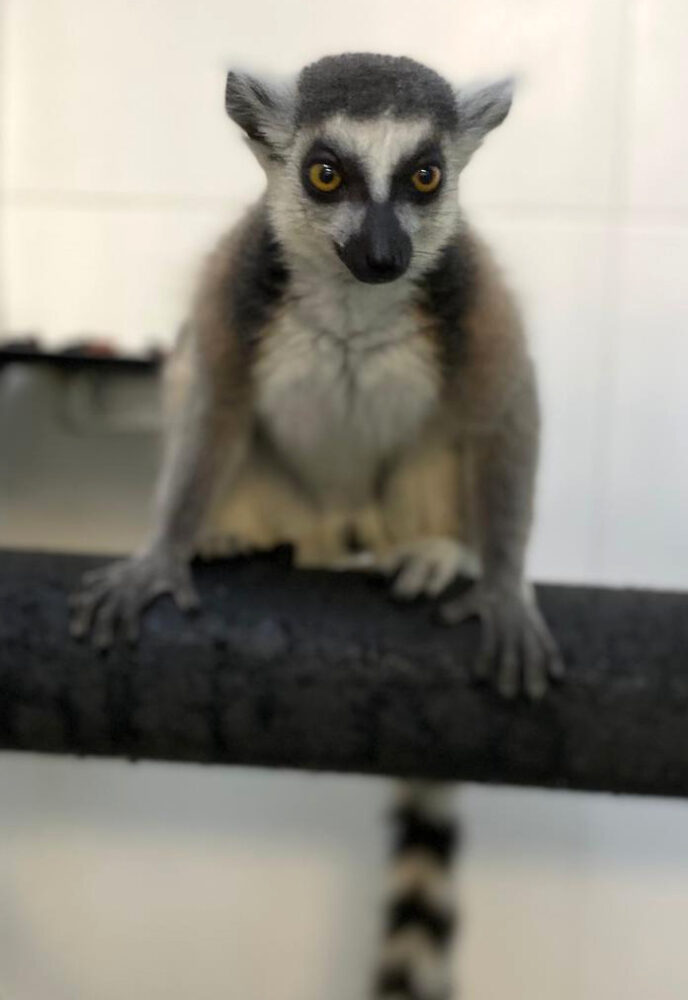 Ringstaartmaki Matoky